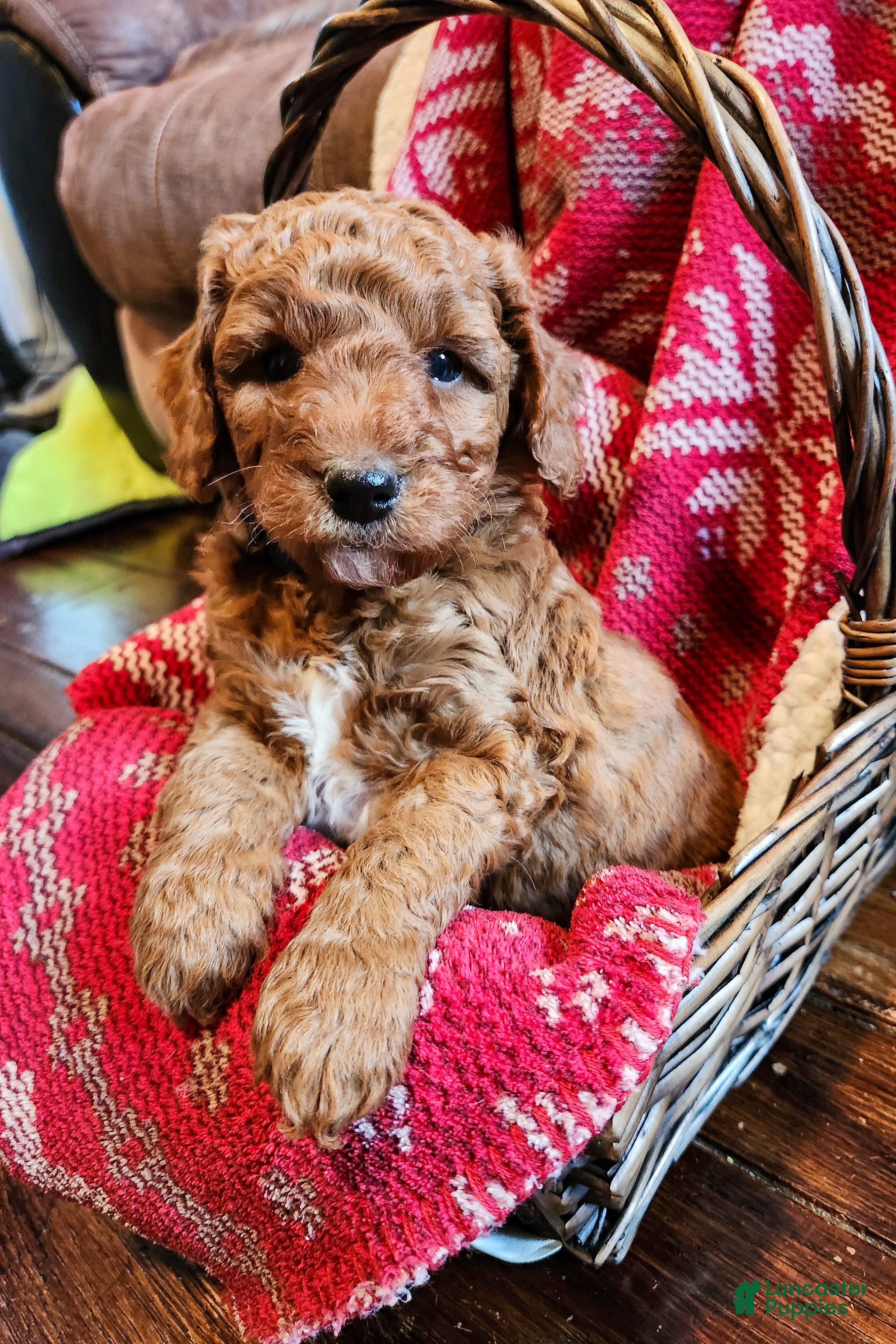 Mini Goldendoodle dogs Mocha - Ad 1