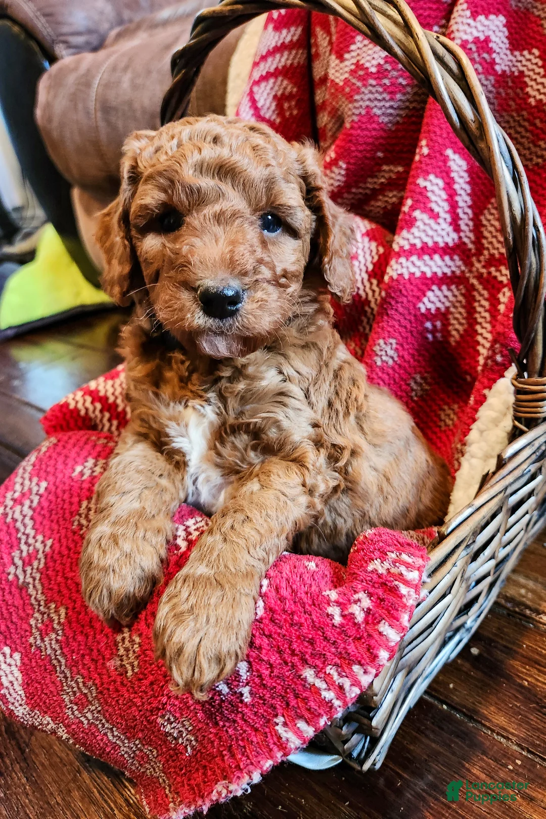 Mini Goldendoodle dogs for sale: Mocha - Ad 1