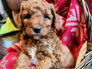 Mini Goldendoodle dogs for sale: Mocha - Ad 4