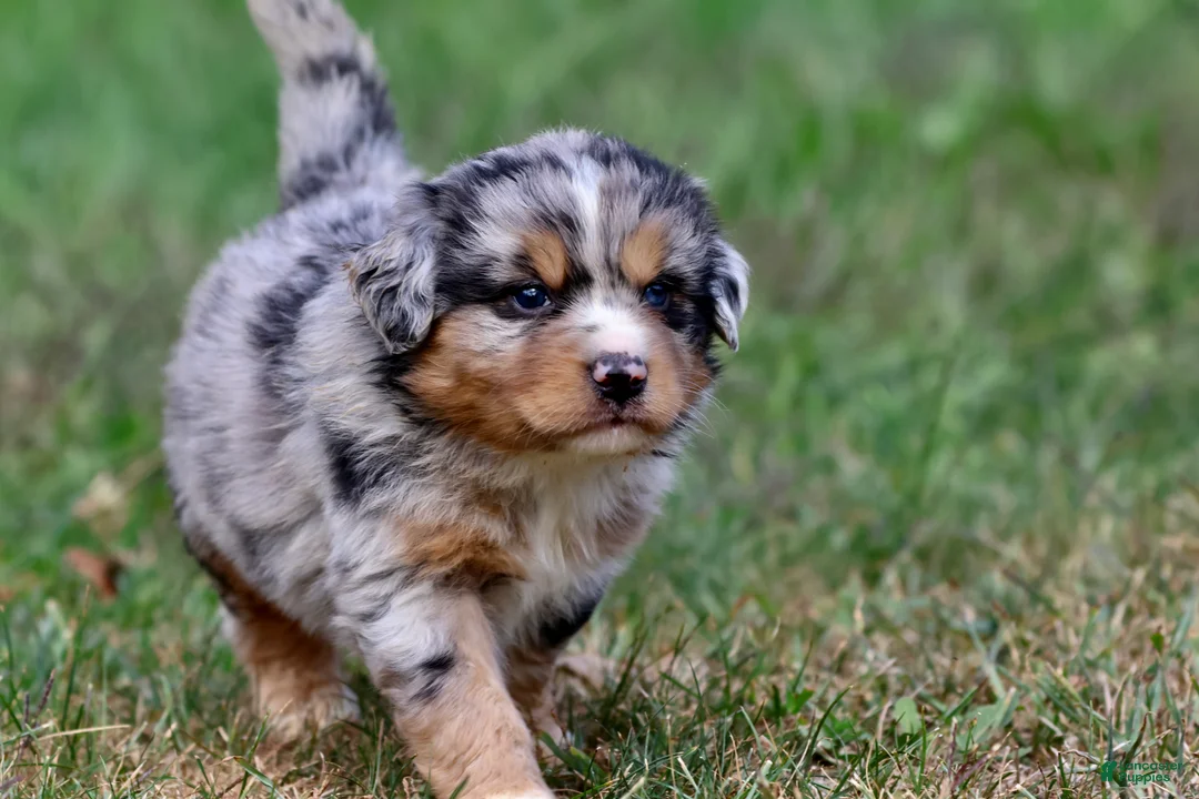 Mixed Breed dogs for sale: Chewbacca - Ad 5