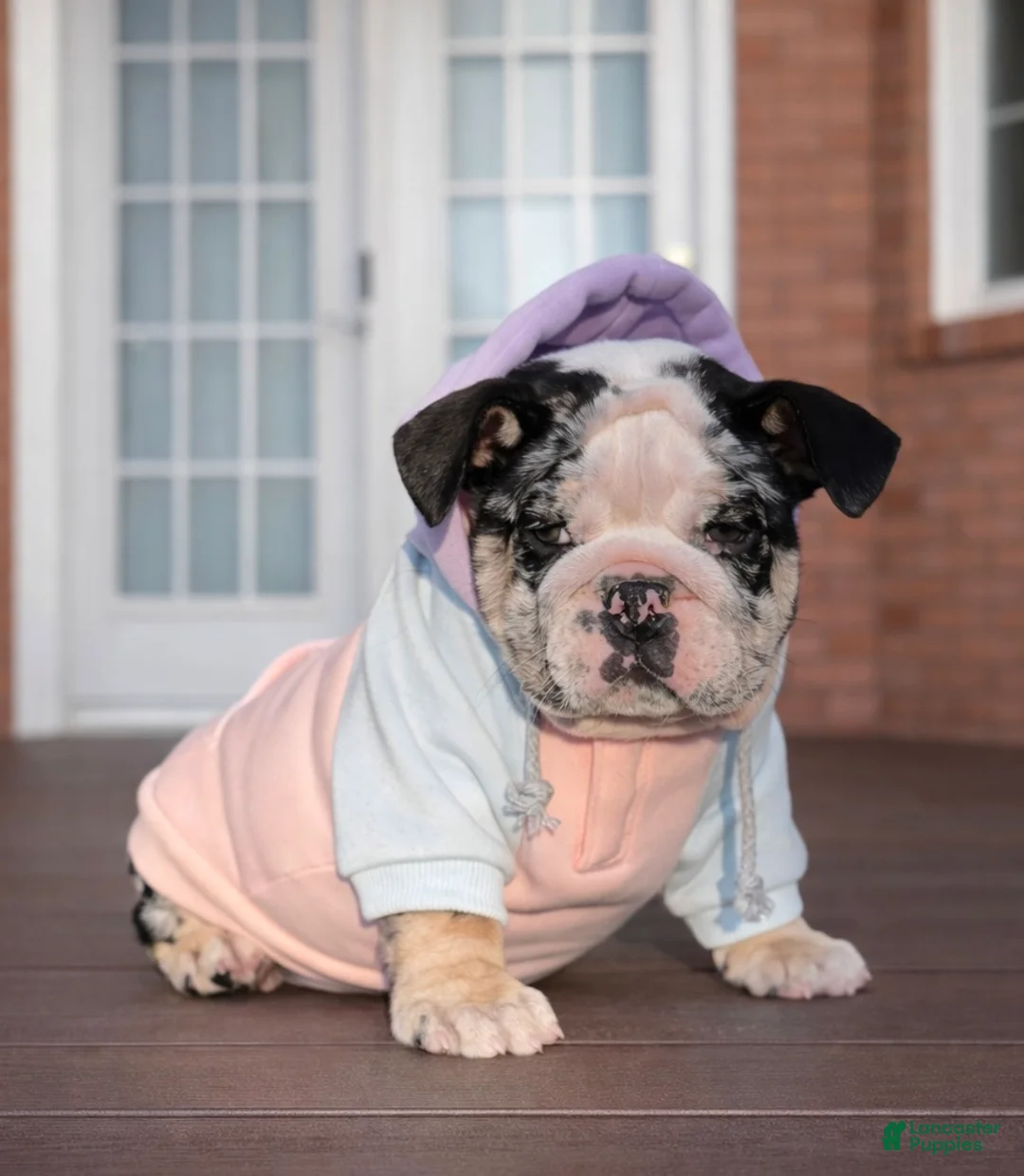 English Bulldog dogs for sale: Caroline - Ad 1