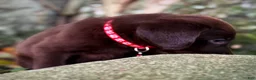 Labrador Retriever dogs for sale: Labrador Retriever 1 - Ad 11