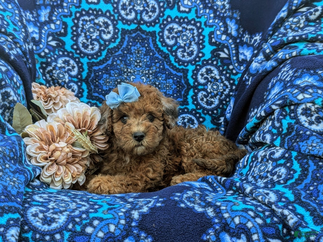 Cockapoo dogs for sale: Moore Hypoallergenic - Ad 11