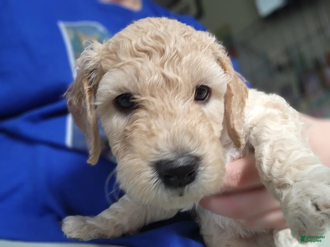 Goldendoodle dogs for sale: Goldendoodle Puppy orange boy - Ad 2