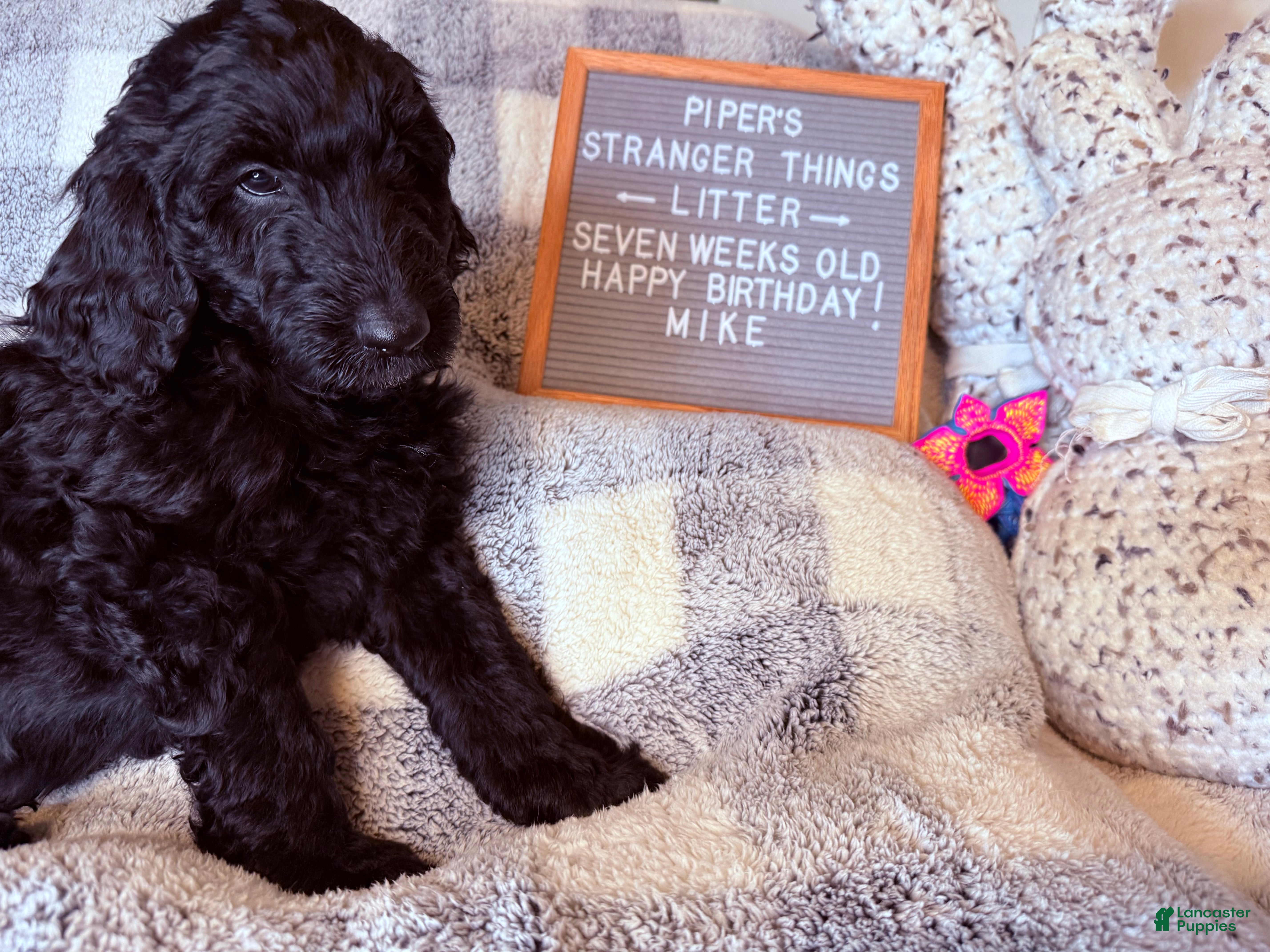 Goldendoodle dogs Mike - Ad 32