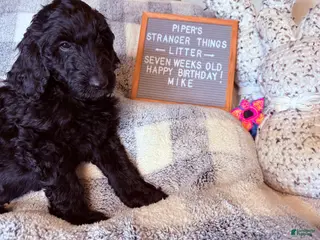 Goldendoodle dogs Mike - Ad 32