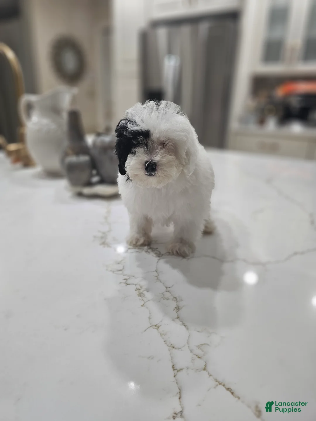 Toy Poodle dogs for sale: Toy Poodle Puppy 2 - Ad 2