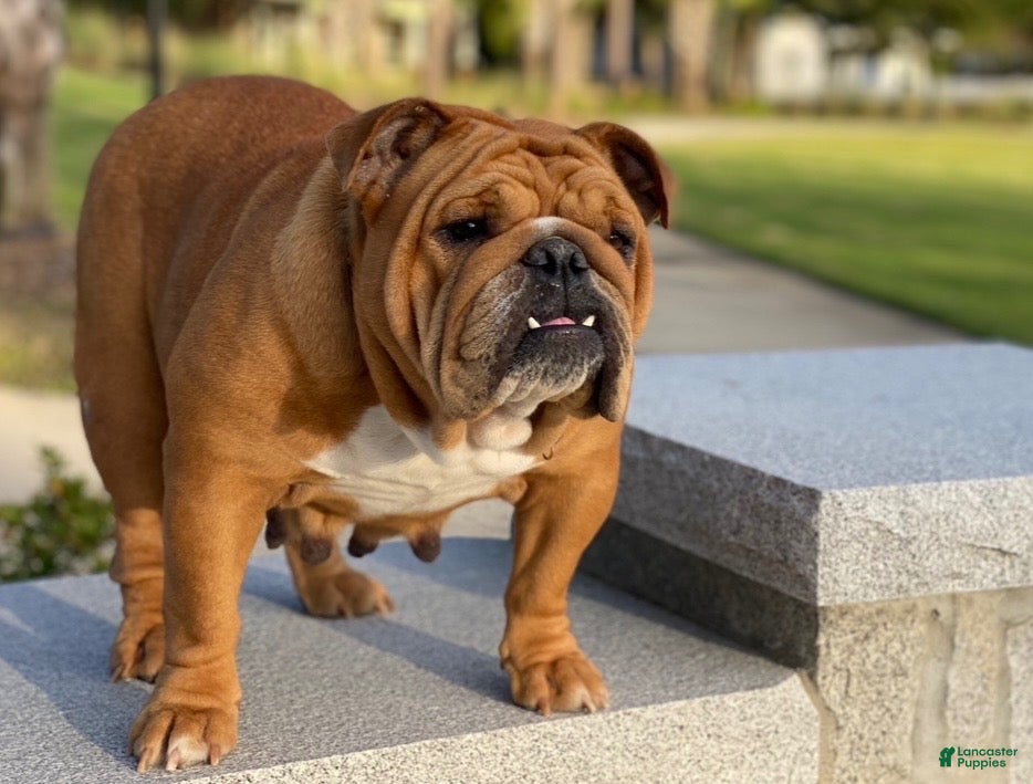 English Bulldog dogs for sale: Garnett  - Ad 2