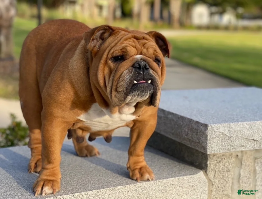 English Bulldog dogs for sale: Garnett  - Ad 2