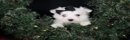 Maltese dogs for sale: ARCHIE - Ad 10