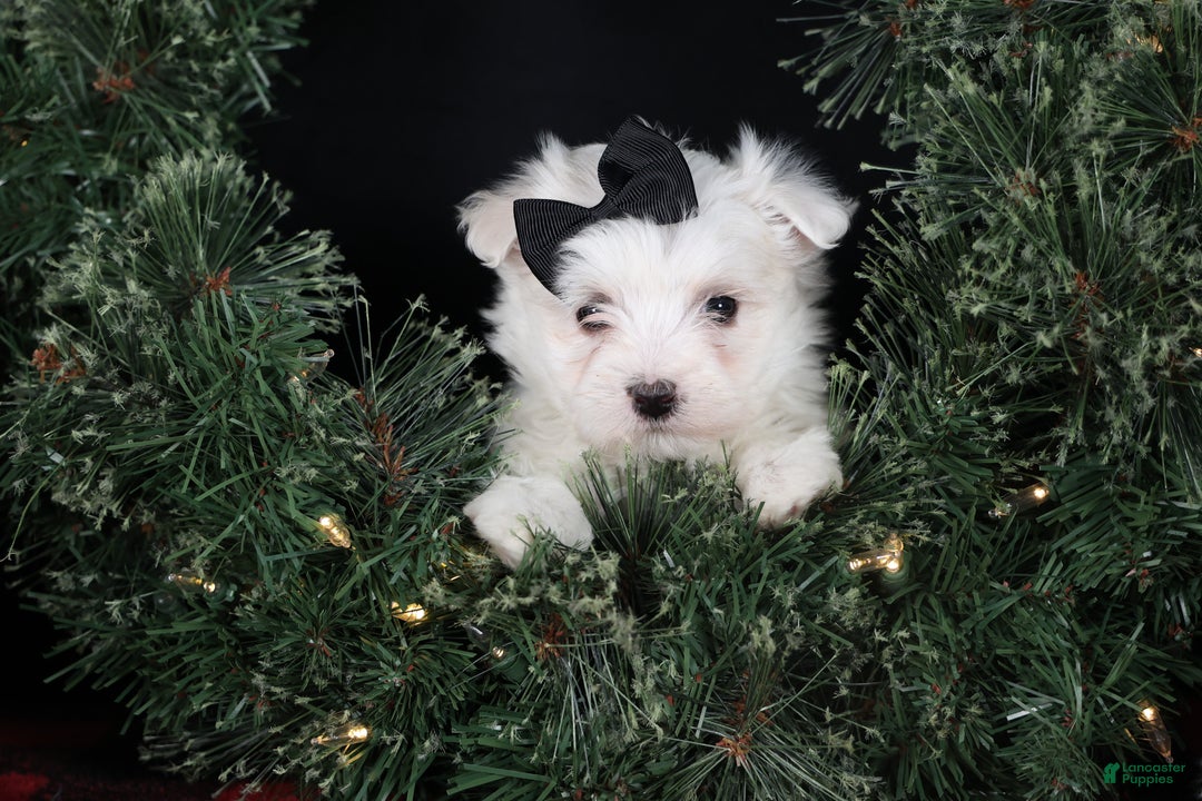 Maltese dogs for sale: ARCHIE - Ad 10