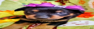 Rottweiler 4