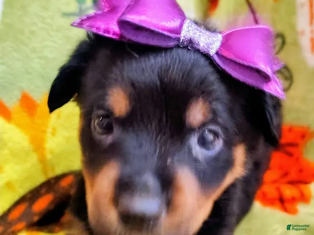 Rottweiler dogs Rottweiler 4 - Ad 37
