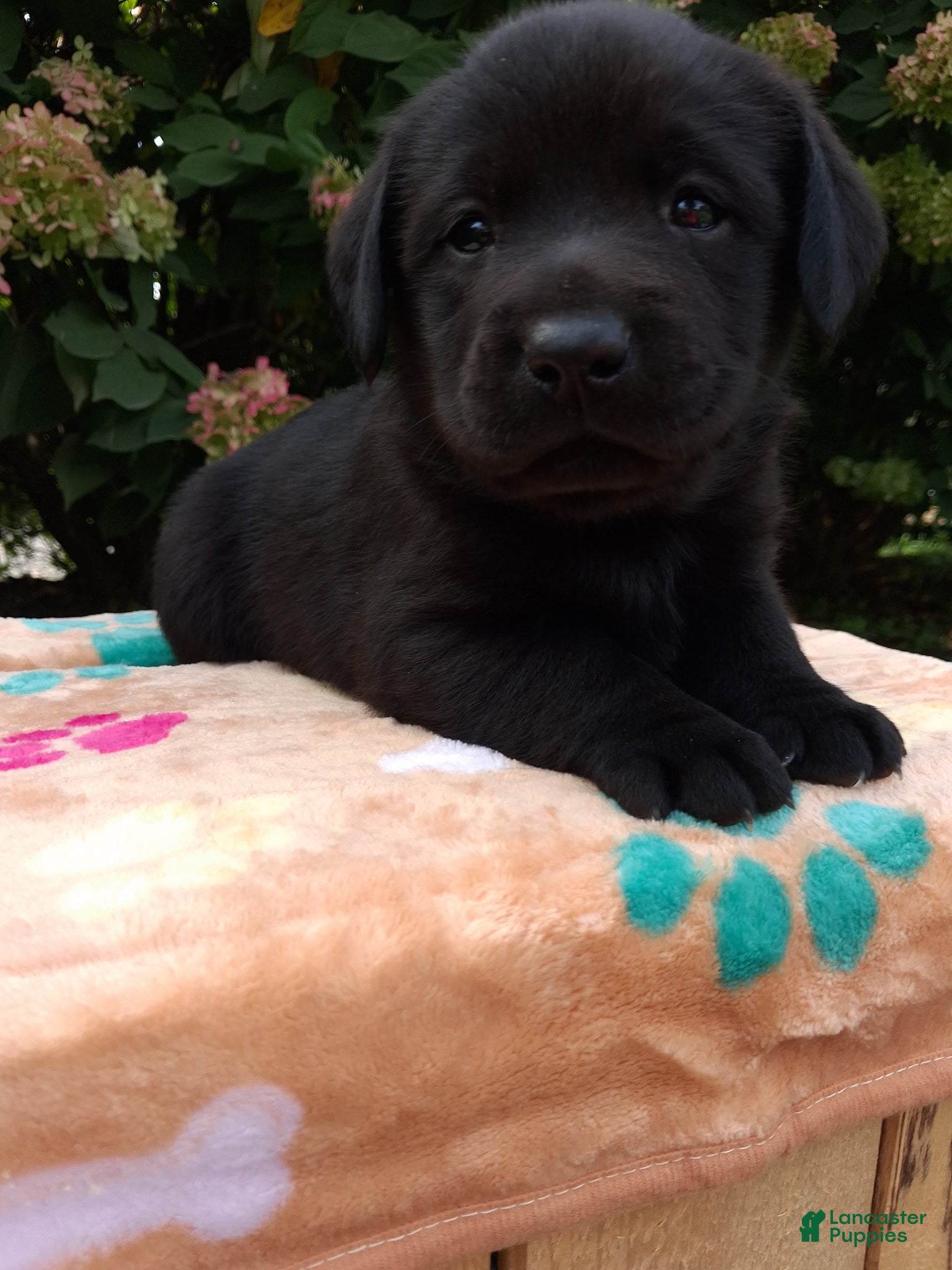 Labrador Retriever dogs Noble - Ad 2