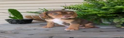 Beabull dogs for sale: Gus - Ad 2