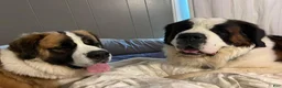 Saint Bernard dogs for sale: Bo - Ad 7