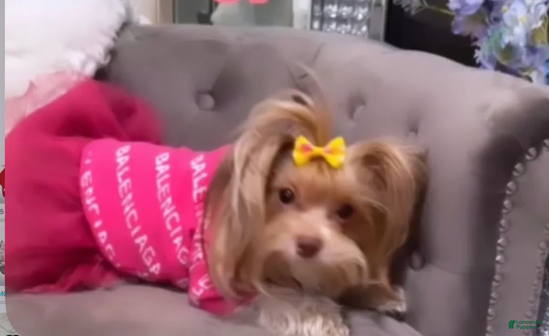 Yorkshire Terrier dogs for sale: Biscoff - Ad 4