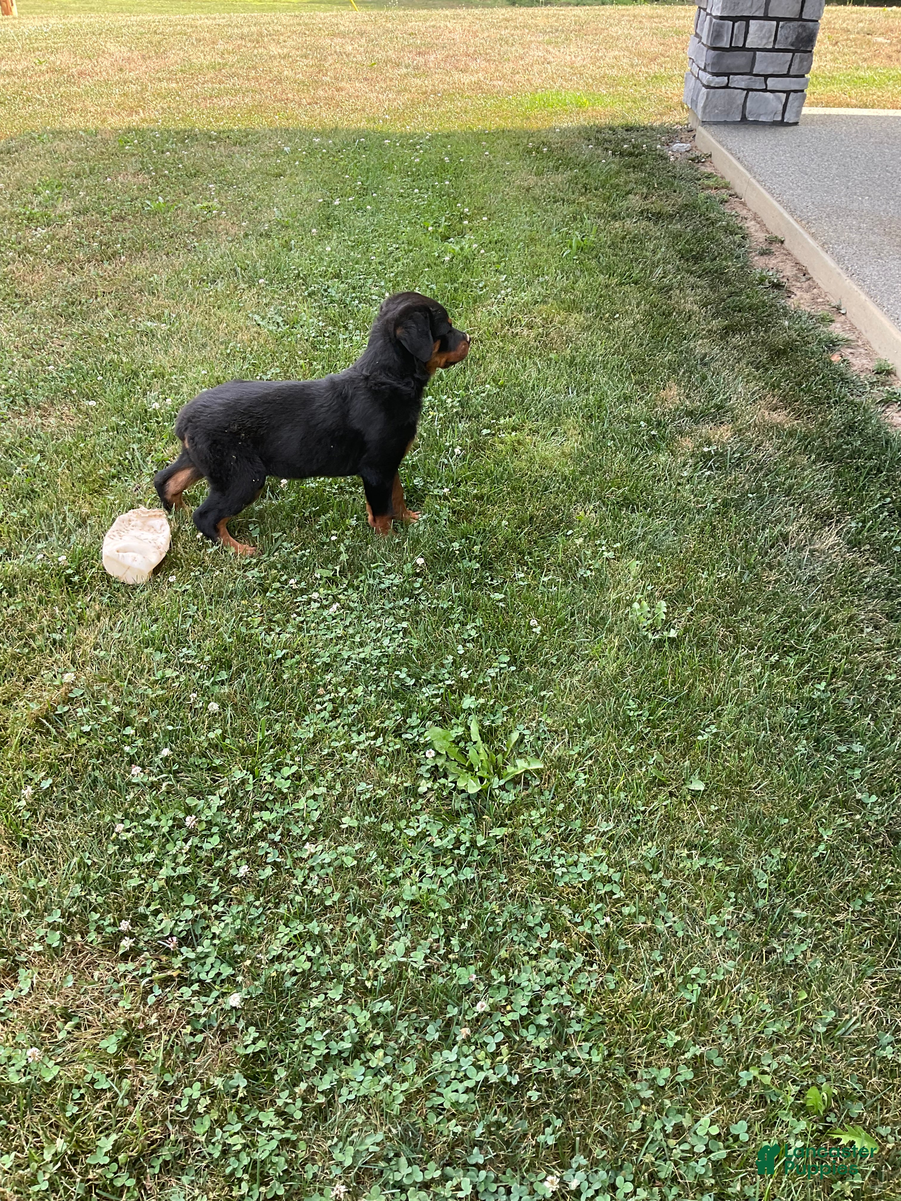 Rottweiler dogs Abby - Ad 2