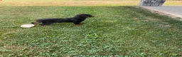 Rottweiler dogs for sale: Abby - Ad 2