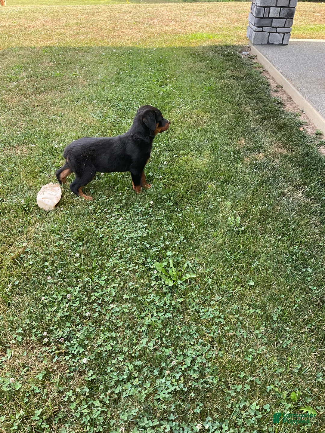 Rottweiler dogs for sale: Abby - Ad 2
