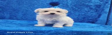 Squirt