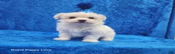 Maltese dogs for sale: Squirt - Ad 1
