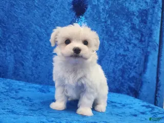 Maltese dogs Squirt - Ad 8