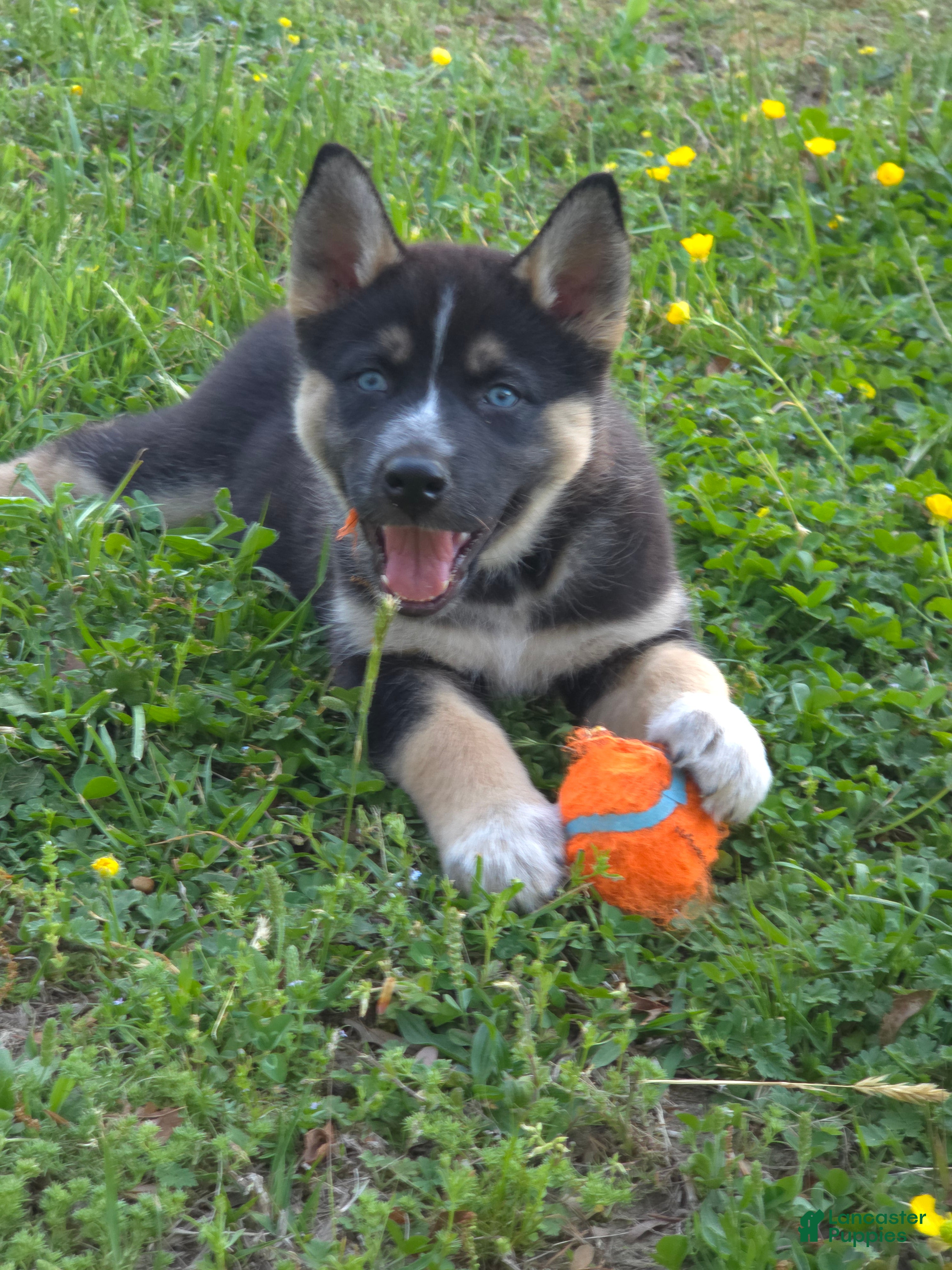 Mixed Breed dogs for sale: Aussie Siberian Puppy 2 - Ad 2