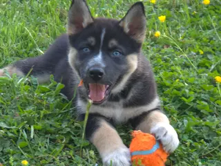 Mixed Breed dogs for sale: Aussie Siberian Puppy 2 - Ad 2
