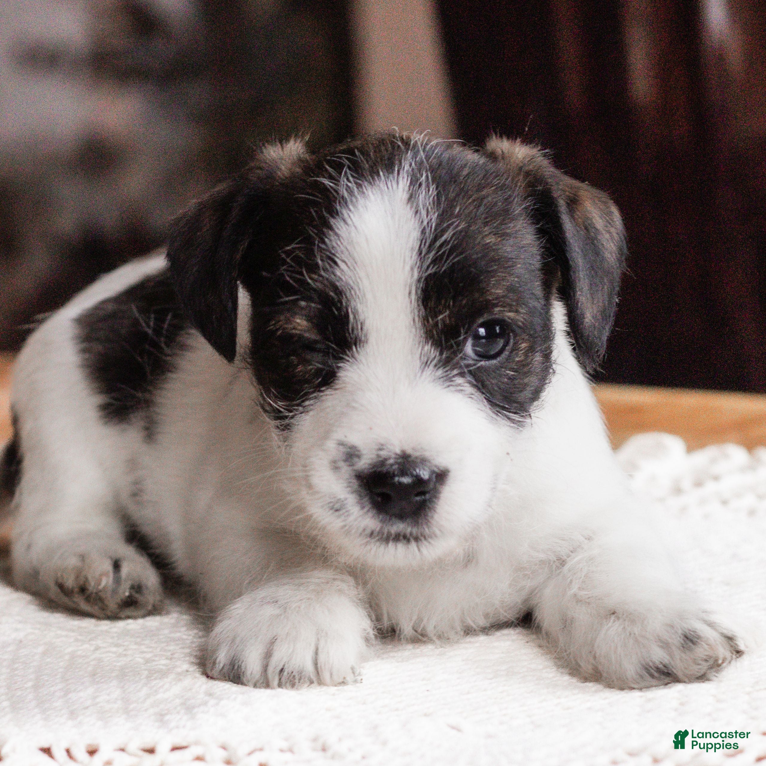 Mixed Breed dogs Joey  - Ad 6