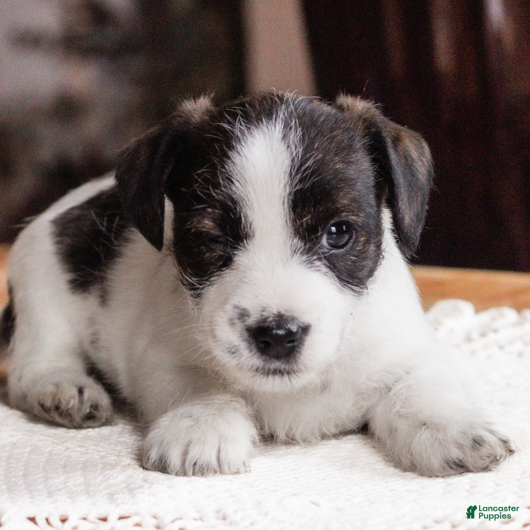 Mixed Breed dogs for sale: Joey  - Ad 1