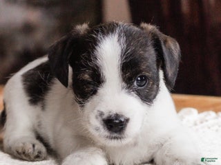 Mixed Breed dogs Joey - Ad 11