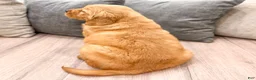 Golden Retriever dogs for sale: Buddy - Ad 5