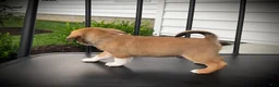 Puggle dogs for sale: Sawyer  - Ad 5