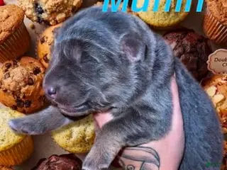 German Shepherd dogs Muffin - Ad 29