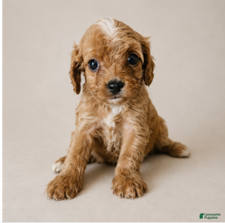 Cavapoo dogs Dozer - Ad 24