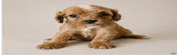 Cavapoo dogs for sale: Dozer - Ad 1