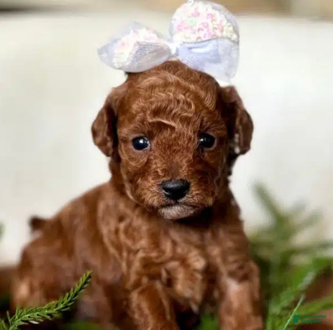 Toy Poodle dogs for sale: Wisper - Ad 1