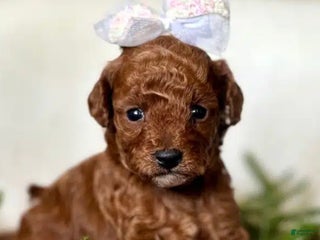 Toy Poodle dogs Wisper - Ad 1