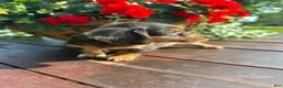 Miniature Dachshund dogs for sale: Duncan - Ad 5