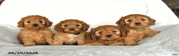 Cockapoo dogs for sale: Cutie - Ad 5