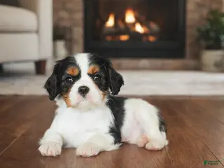 Cavalier King Charles Spaniel dogs Tri Girl - Ad 9