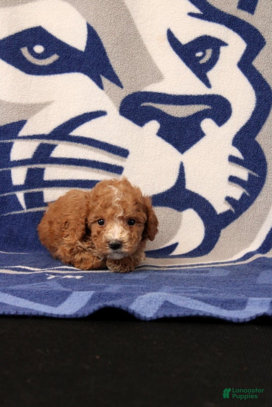 Toy Poodle dogs Jack - Ad 1