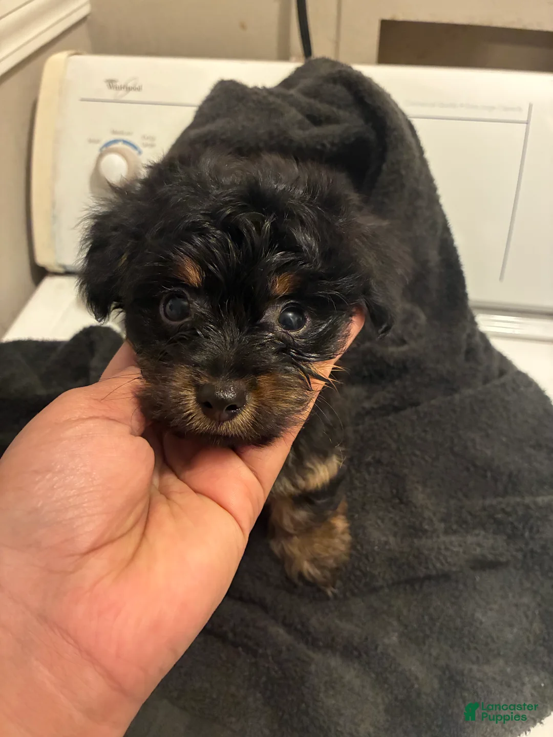 Yorkshire Terrier dogs for sale: Yorkshire Terrier Puppy 3 - Ad 1