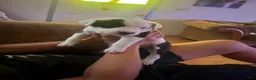 Mixed Breed dogs for sale: Mixed Breed 3 - Ad 2