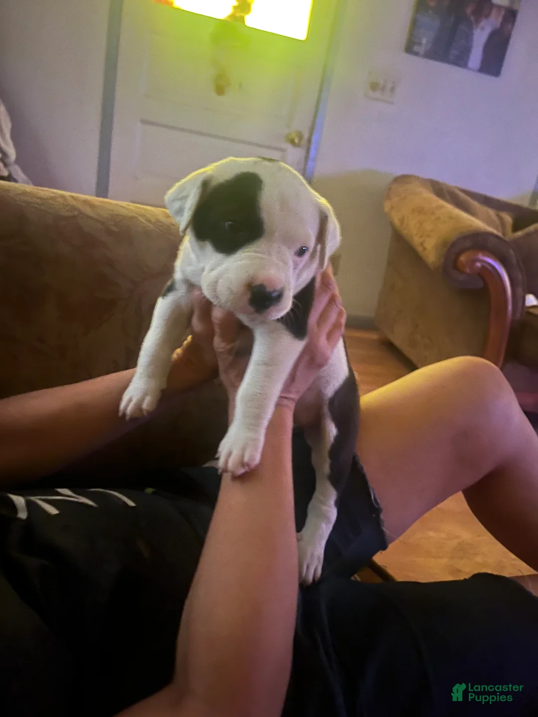 Mixed Breed dogs for sale: Mixed Breed 3 - Ad 2