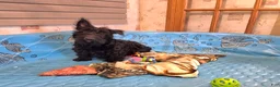Scottish Terrier dogs for sale: Shelly - Ad 1