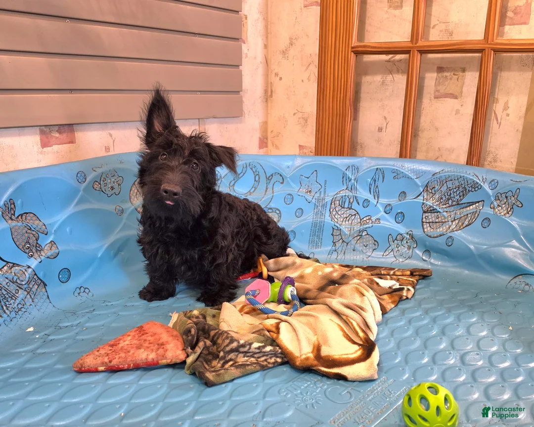 Scottish Terrier dogs for sale: Shelly - Ad 1