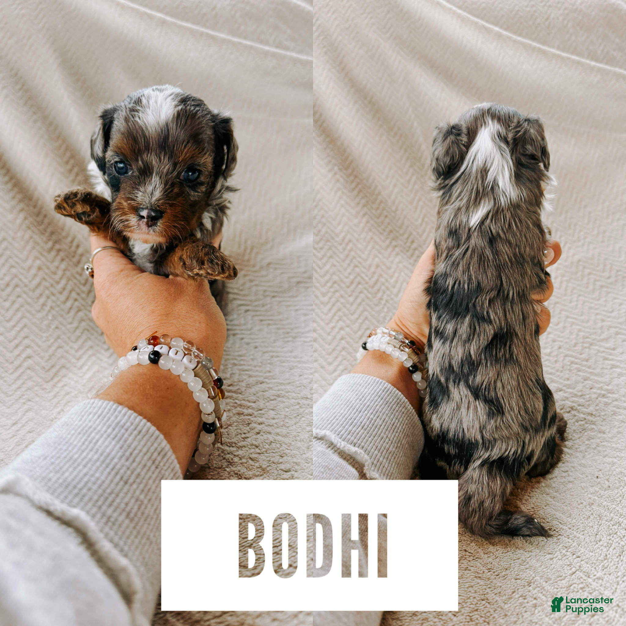 Cavapoo dogs Bodhi  - Ad 18