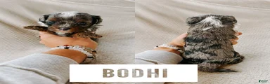 Bodhi 